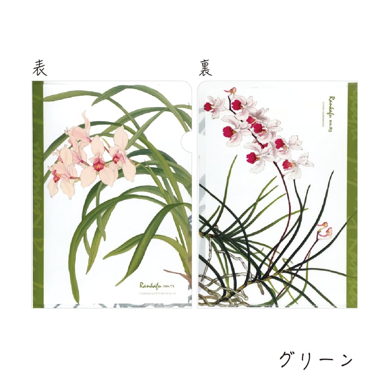 クリアファイル A4 蘭花譜 | CHICO's STORE