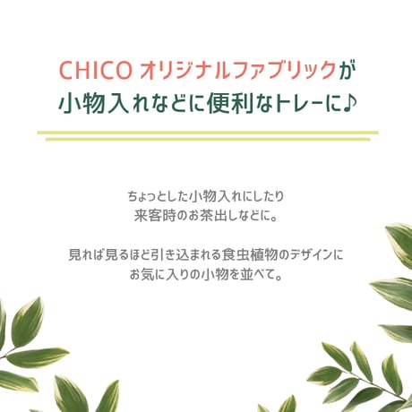 【日本製】 食虫植物 トレー