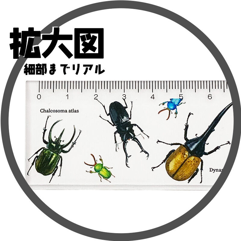 日本製 アクリル定規【 昆虫 / 蝶 】 | CHICO's STORE