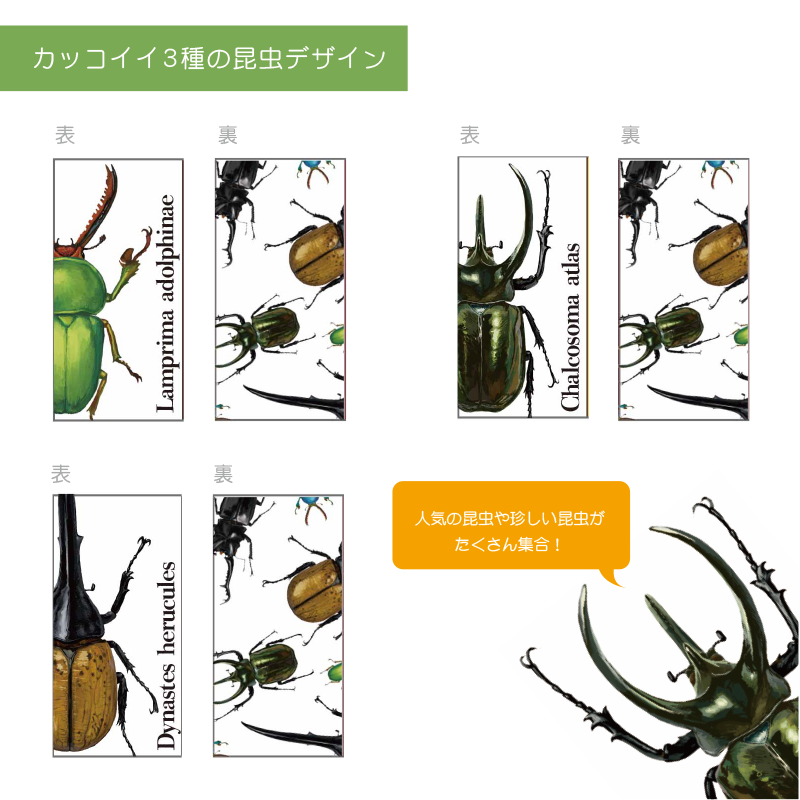 消しゴム 3点 【 昆虫 / 蝶 】 | CHICO's STORE