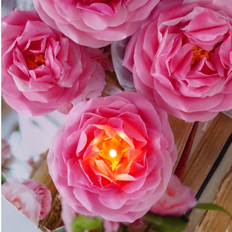 バラ》貴婦人の様な華麗な咲き姿 ローズポンパドール | ミラベル