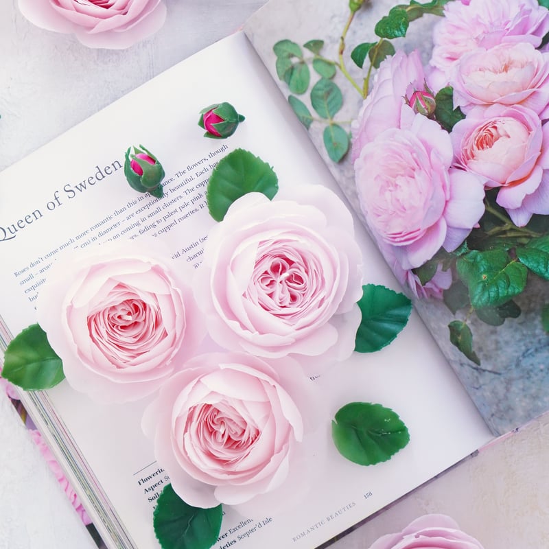バラ》清楚なピンクのバラ クィーンオブスウェーデン | ミラベル