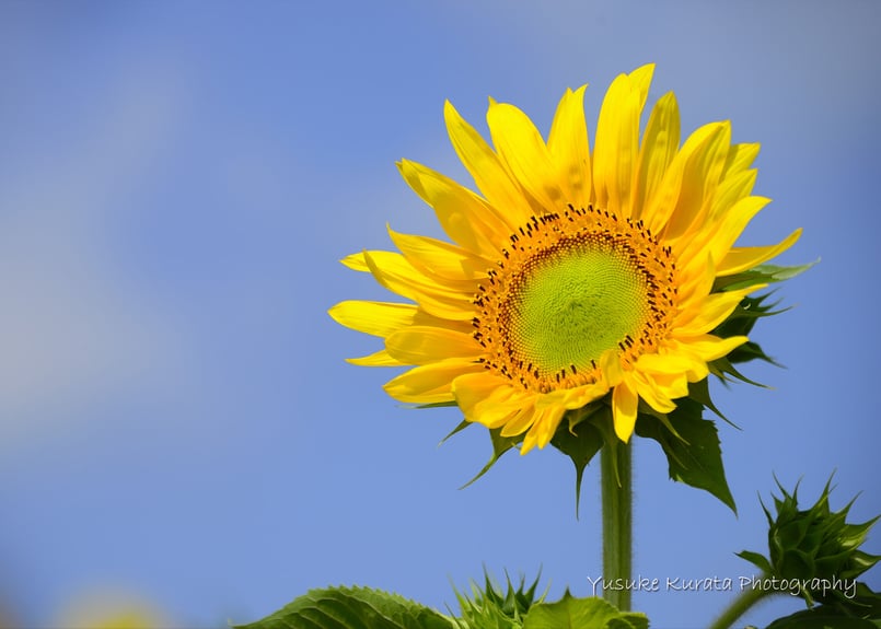 A4サイズ・北竜町、ひまわり | Yusuke Kurata Photo STORE