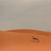 qoomol - myrrh [CD]