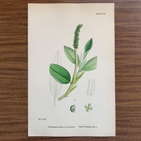 植物画(石版画) 431