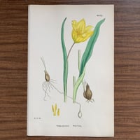 植物画(石版画) 208