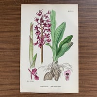 植物画(石版画) 214