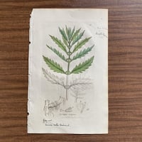 植物画(手彩色銅版画) 86