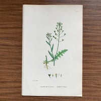 植物画(石版画) 175