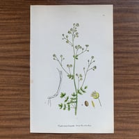 植物画(石版画) 357