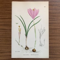植物画(石版画) 425