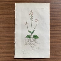 植物画(手彩色銅版画) 77