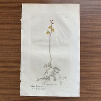 植物画(手彩色銅版画) 115