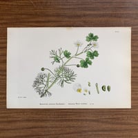 植物画(石版画) 340