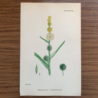 植物画(石版画) 411