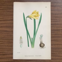 植物画(石版画) 291