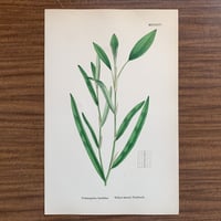 植物画(石版画) 346