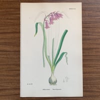 植物画(石版画) 429