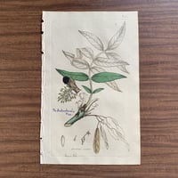 植物画(手彩色銅版画) 87
