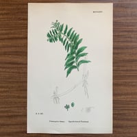 植物画(石版画) 441