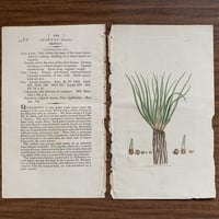 植物画(手彩色銅版画) 95
