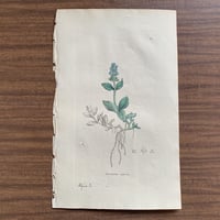 植物画(手彩色銅版画) 65