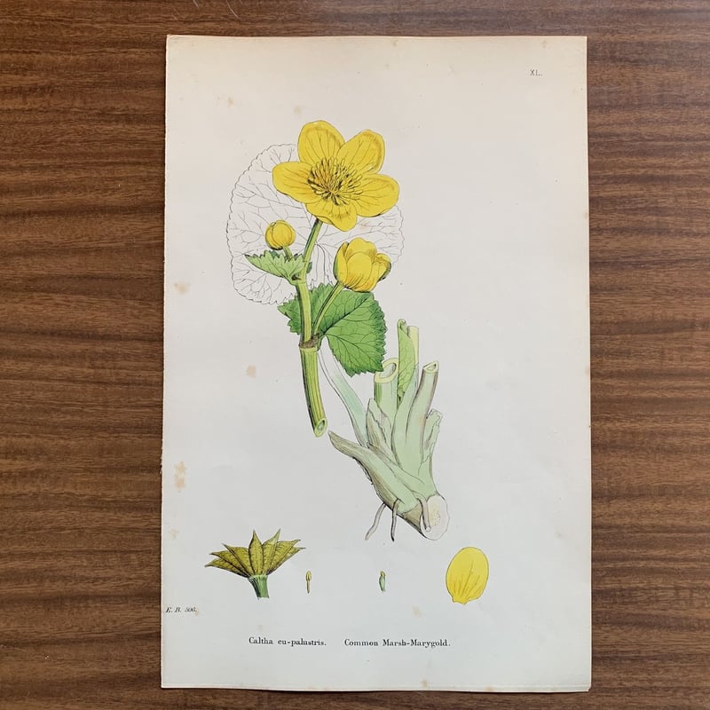 植物画(石版画) 403 | コトウ