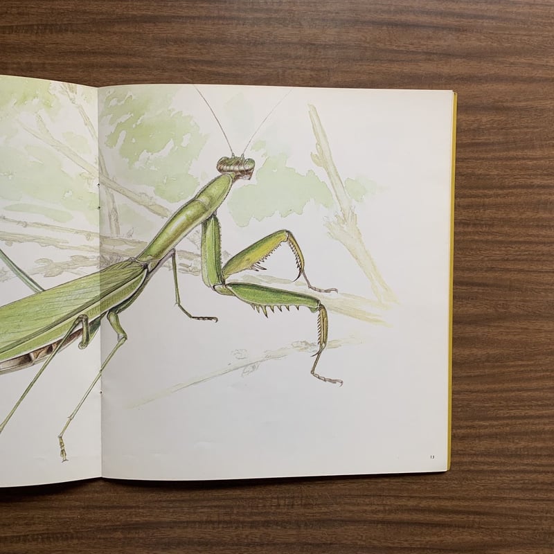 かまきり | コトウ