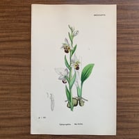 植物画(石版画) 421