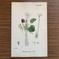 植物画(石版画) 416