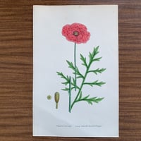 植物画(石版画) 396