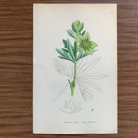 植物画(石版画) 334