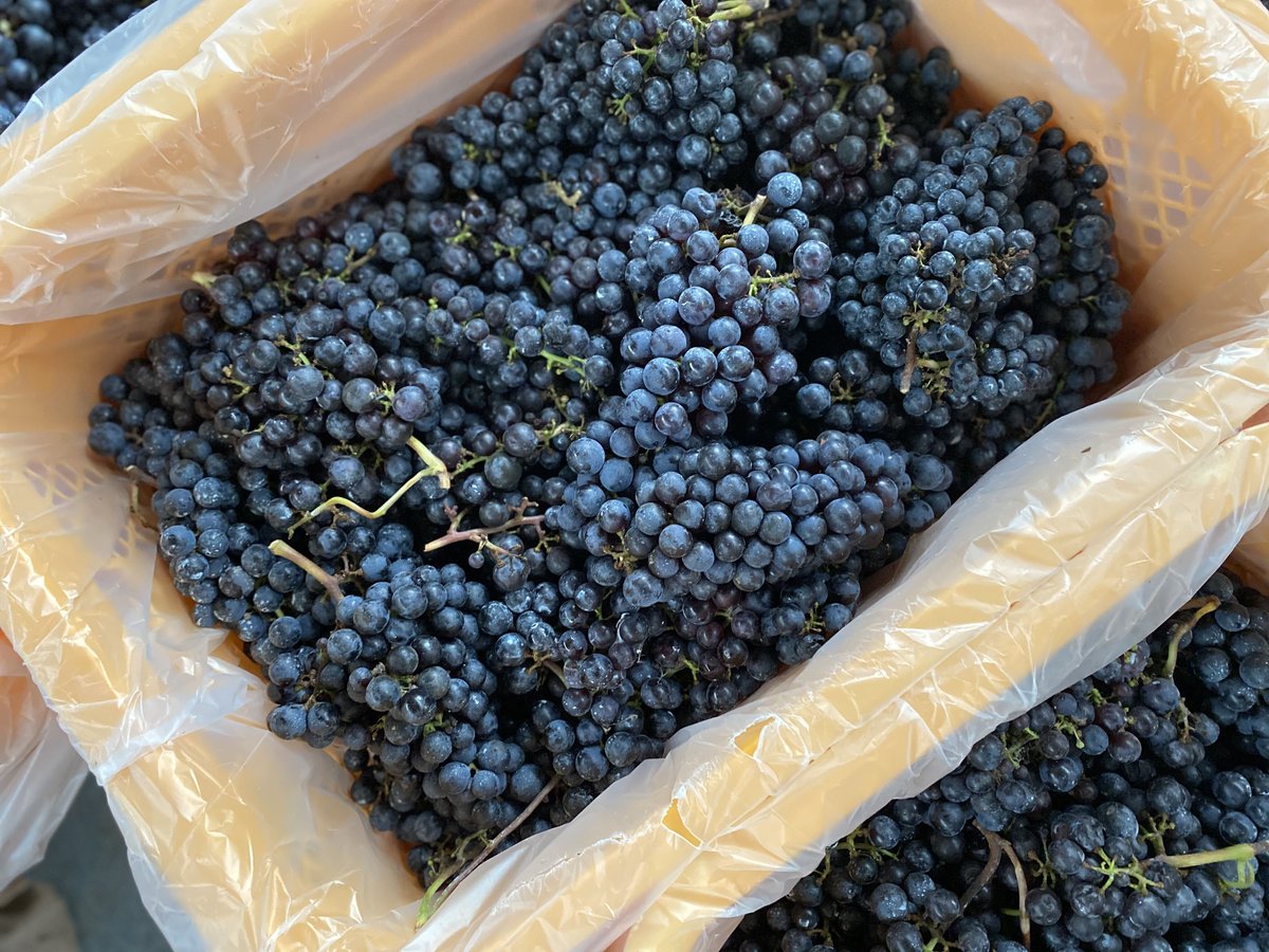 ぶどうジュースたけし 2024メルロー（100%ぶどうジュース） | ラ・フルティエールタケウチ