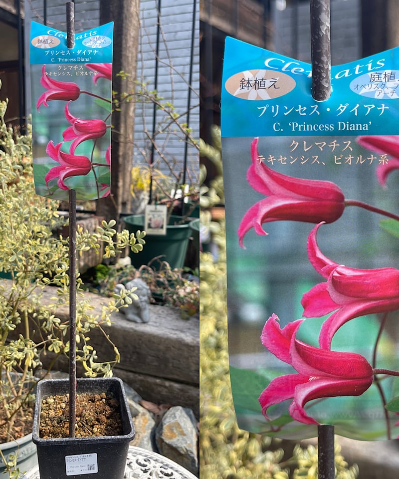 フレキシア リーナマドンナ プリンセス うまう