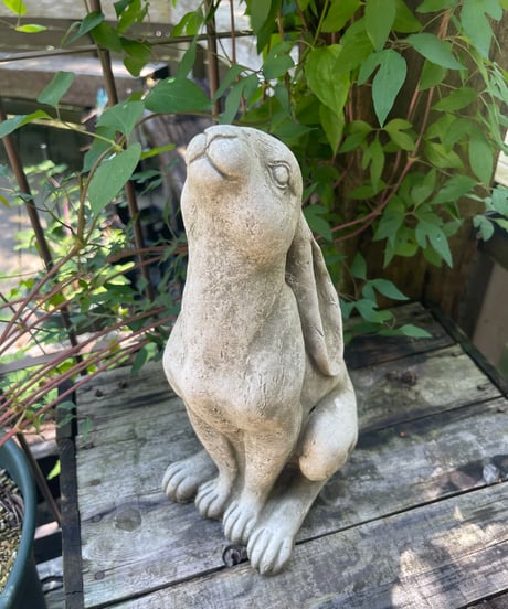 English Slender Rabbit