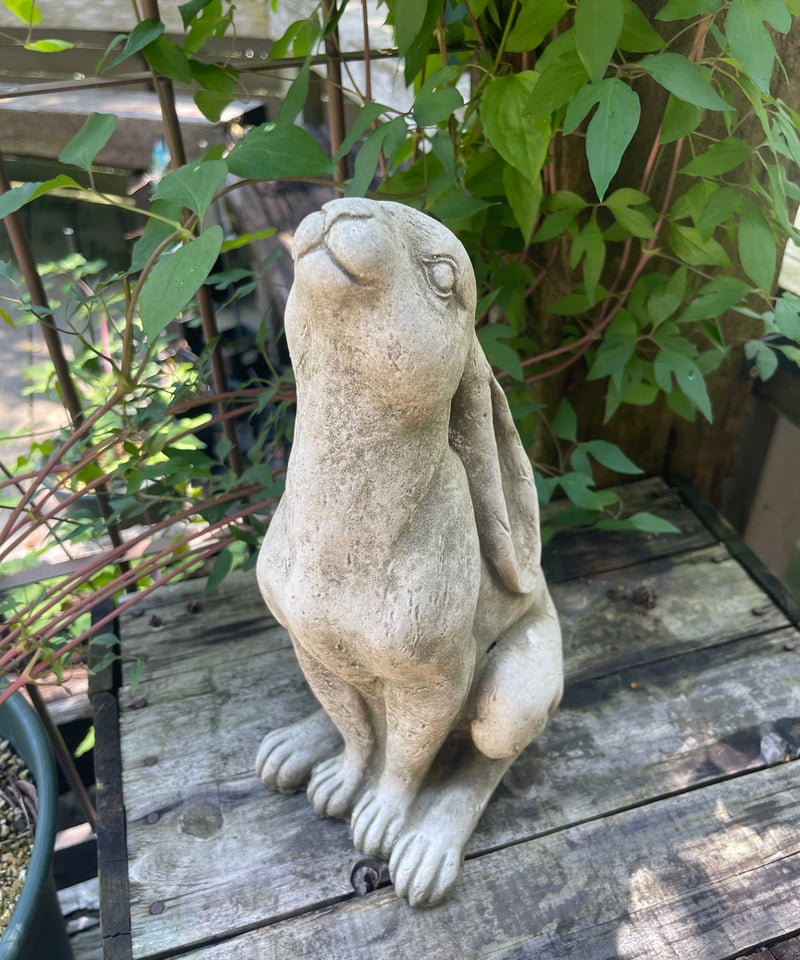English Slender Rabbit | Okanoueno Tsurubaraya
