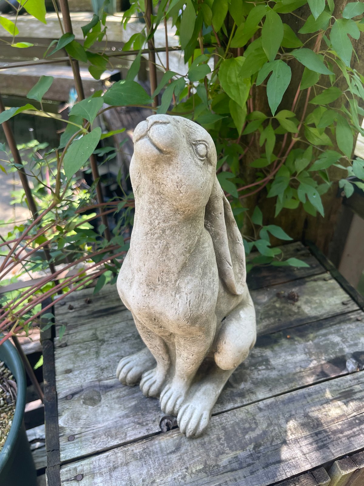 English Slender Rabbit | Okanoueno Tsurubaraya