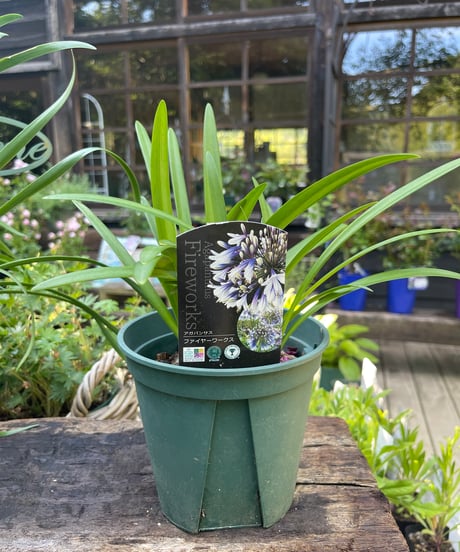 カメルーン産アルバトス f.ストリアトス ゴライアス71mm