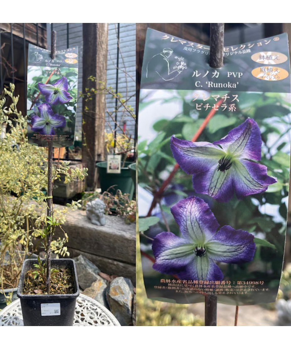 ♡田中￼アルノ♡様ご確認用クレマチス苗 ☆PцЯpцЯ∈Δ.P.El☆ ルノカ クレマチス 4.5号 | Okanoueno Tsurubaraya