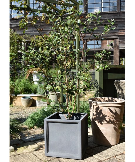 CATEGORY 植木鉢 | Okanoueno Tsurubaraya