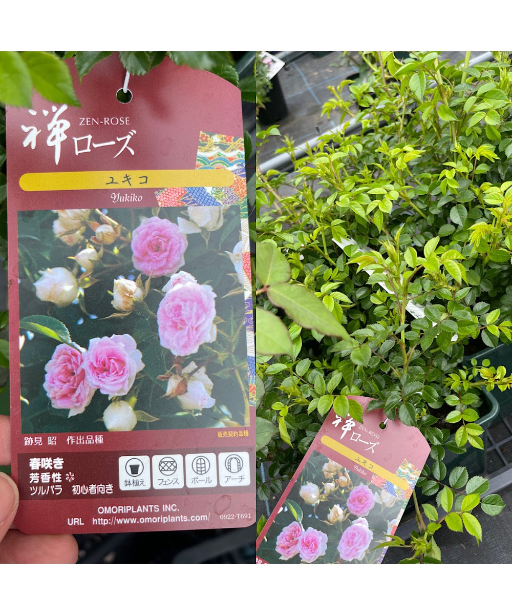 和バラ開花苗 Amazon.co.jp: バラ苗 四季咲き性 ゼプティPVP 1株 / 国華園 25