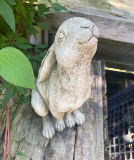 English Slender Rabbit
