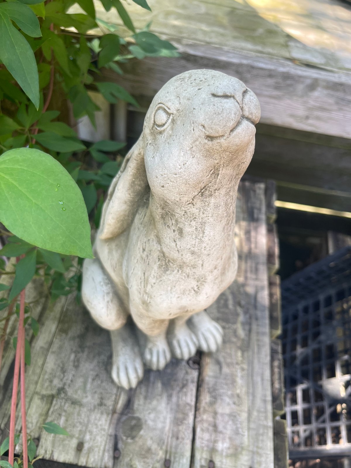 English Slender Rabbit | Okanoueno Tsurubaraya