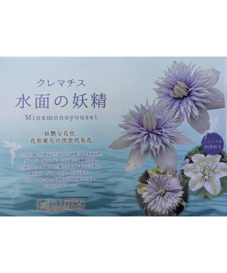 クレマチス 水面の妖精