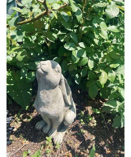 English Slender Rabbit