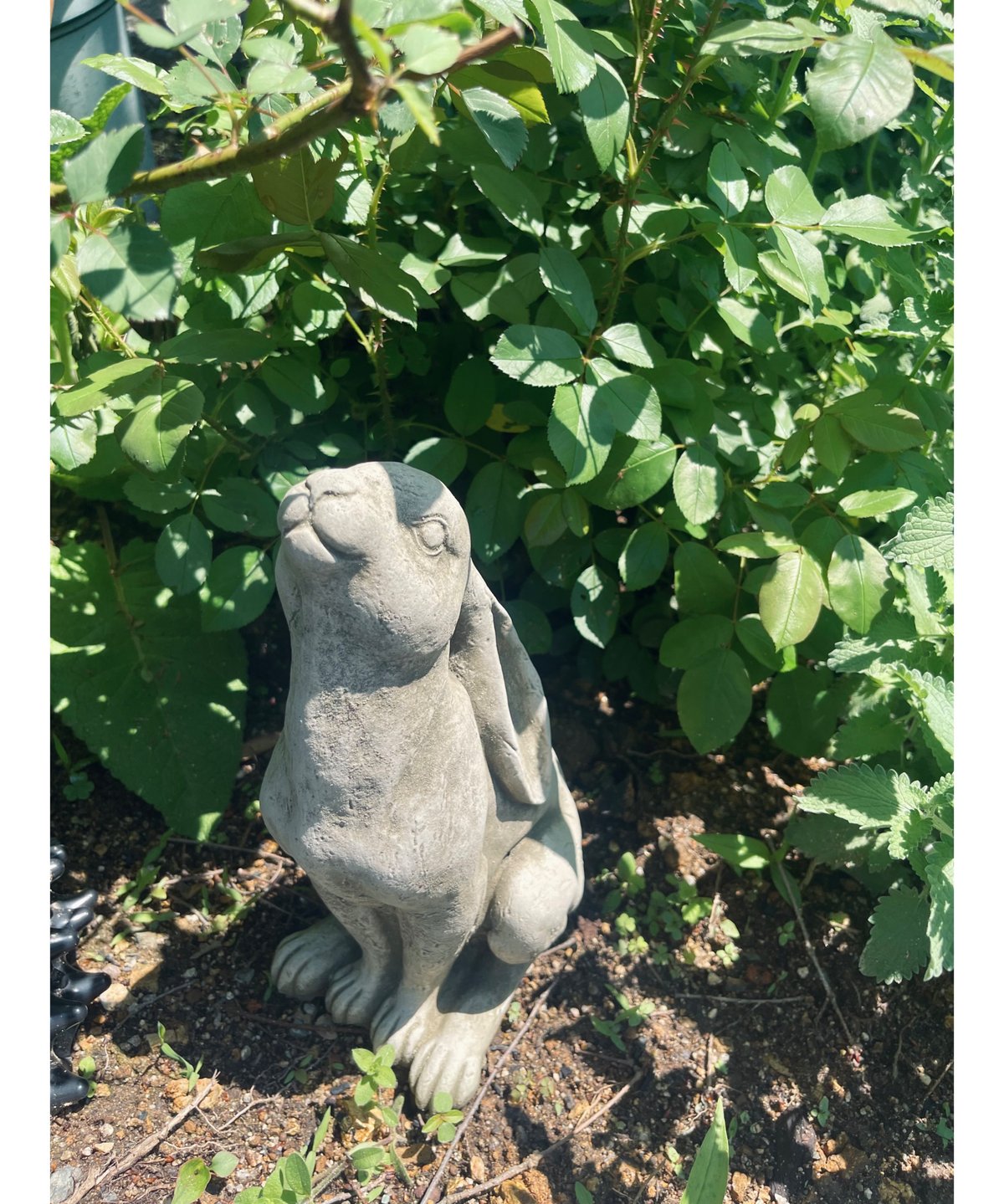 English Slender Rabbit | Okanoueno Tsurubaraya