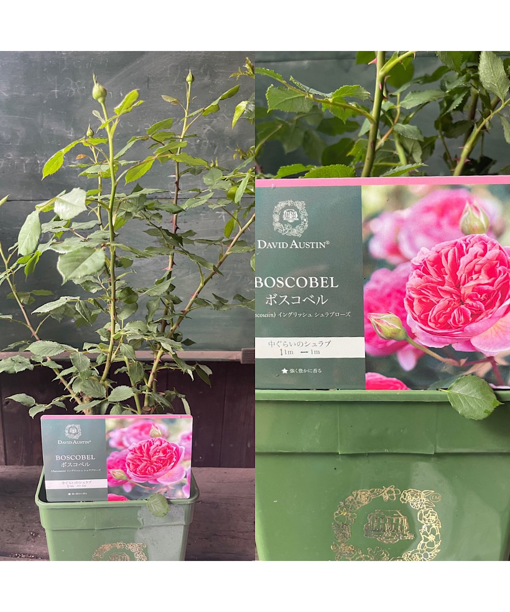 湖に咲く薔薇　3枚セット　ヘルメスやゴジラに 湖に咲く薔薇 3枚セット ヘルメスやゴジラに 湖に咲く薔薇 3