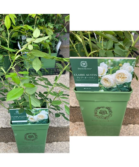 ばらの騎士オリジナル　ナイトビフォア　　接木　大苗　受賞育種家オリジナルブランド バラ苗 2年大株苗 バイオリーナ 大輪 4号鉢 ※11月中旬以降