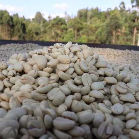 ケニア　GIKIRIMA COFFEE FACTORY　浅煎り