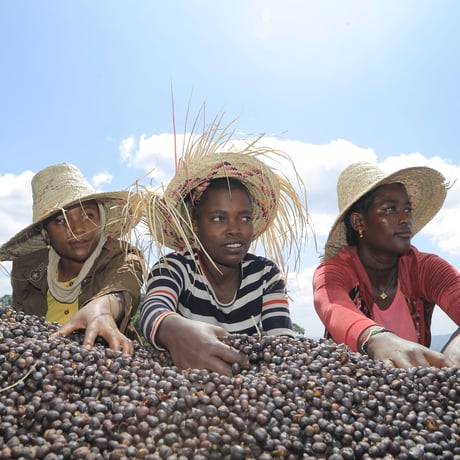 お京さん専用　焙煎済みセット お茶6缶ギフトセット() – 煎茶堂東京オンライン